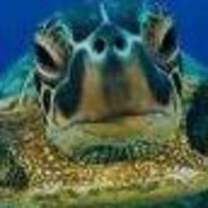 Meet your Posher, Dee